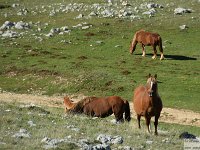 2026-05-09 Le cime di Casamaina 058